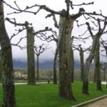 The otherworldly plane trees of Navarra (Photo by Sofia Perez)