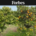 Closeup of orange orchard in Valencia, Spain