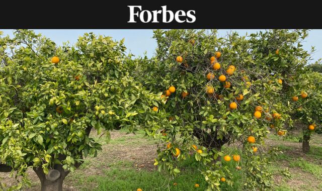 Closeup of orange orchard in Valencia, Spain