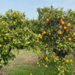 Valencia orange grove