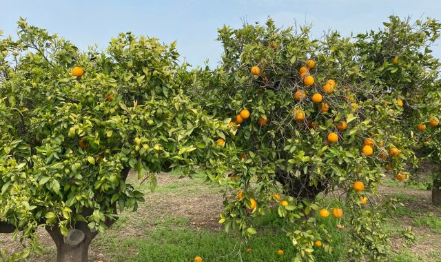 Valencia orange grove