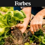 Close-up of hands harvesting produce - by Emma K