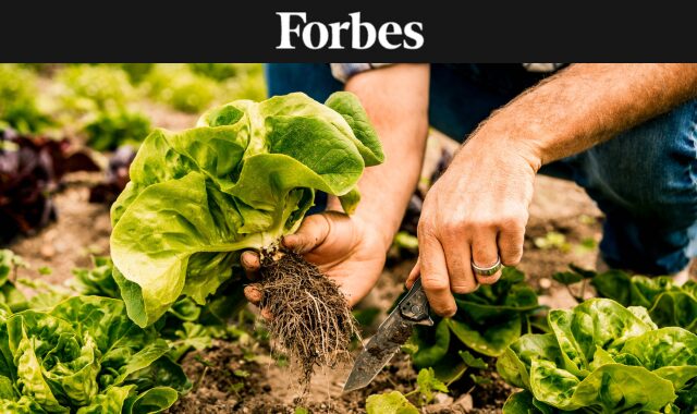 Close-up of hands harvesting produce - by Emma K